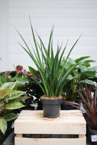 Sansevieria kirkii 'Friends' L – duża roślina doniczkowa o pionowych, dekoracyjnych liściach z jasnym, kontrastowym wzorem. Idealna do nowoczesnych i minimalistycznych wnętrz.
