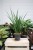 Sansevieria kirkii 'Friends' L – duża roślina doniczkowa o pionowych, dekoracyjnych liściach z jasnym, kontrastowym wzorem. Idealna do nowoczesnych i minimalistycznych wnętrz.