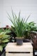 Sansevieria kirkii 'Friends' L – duża roślina doniczkowa o pionowych, dekoracyjnych liściach z jasnym, kontrastowym wzorem. Idealna do nowoczesnych i minimalistycznych wnętrz.