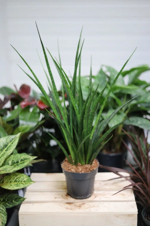 Sansevieria kirkii 'Friends' L w aranżacji wnętrza – elegancka i odporna roślina doniczkowa, która wprowadza do przestrzeni tropikalny i nowoczesny akcent.