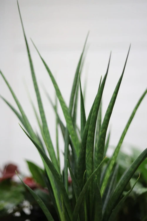 Zbliżenie liści Sansevieria kirkii 'Friends' ukazujące dekoracyjne pasy i wyraźną strukturę liści. Wytrzymała roślina o niskich wymaganiach, łatwa w pielęgnacji.