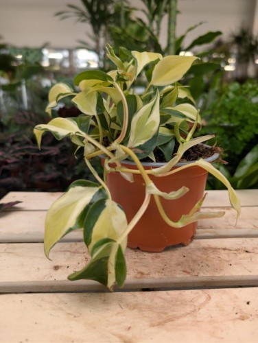 Philodendron Scandens Rio – dekoracyjny, pnący filodendron o intensywnie zielonych, błyszczących liściach. Doskonały do wiszących donic, podpór i tropikalnych aranżacji wnętrz.