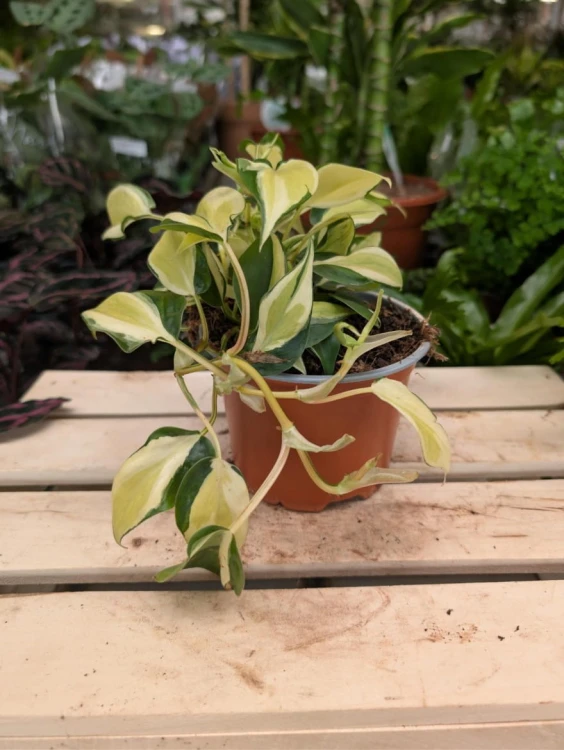 Philodendron Scandens Rio w aranżacji wnętrza – tropikalna roślina pnąca, która wprowadza naturalny, egzotyczny akcent do salonu, biura lub domowej dżungli.