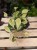 Zbliżenie liści Philodendron Scandens Rio ukazujące ich gładką, intensywnie zieloną fakturę. Pnący charakter rośliny sprawia, że idealnie nadaje się do pionowych aranżacji.