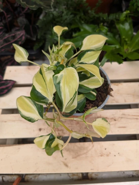 Zbliżenie liści Philodendron Scandens Rio ukazujące ich gładką, intensywnie zieloną fakturę. Pnący charakter rośliny sprawia, że idealnie nadaje się do pionowych aranżacji.