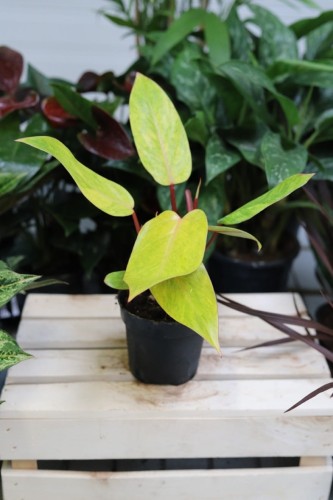 Philodendron Painted Lady – efektowna roślina doniczkowa o ciemnozielonych liściach z dekoracyjnymi, kremowo-różowymi przebarwieniami. Idealna do nowoczesnych i tropikalnych aranżacji wnętrz.