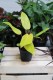 Philodendron Painted Lady – efektowna roślina doniczkowa o ciemnozielonych liściach z dekoracyjnymi, kremowo-różowymi przebarwieniami. Idealna do nowoczesnych i tropikalnych aranżacji wnętrz.