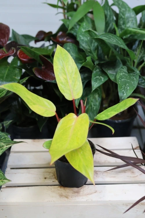 Philodendron Painted Lady w aranżacji wnętrza – luksusowa, tropikalna roślina doniczkowa, która dodaje przestrzeni koloru, elegancji i egzotycznego charakteru.