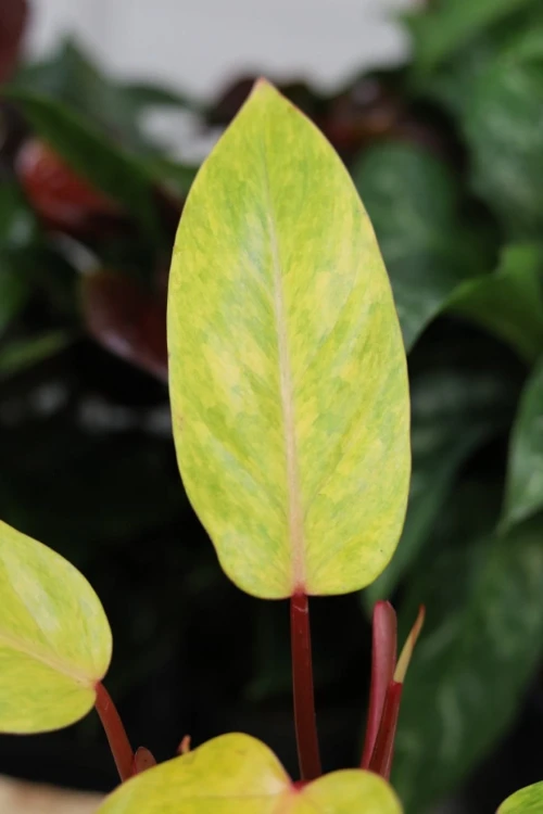 Zbliżenie liścia Philodendron Painted Lady ukazujące unikalną variegację i aksamitną strukturę. Każdy liść ma wyjątkowy wzór, dzięki czemu roślina jest niepowtarzalna.
