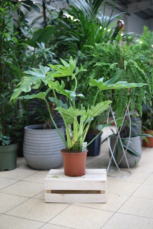 Philodendron Bob Cee XL – okazała roślina tropikalna o charakterystycznych, mocno powcinanych liściach. Idealna jako wyrazista, zielona dekoracja do przestronnych wnętrz.