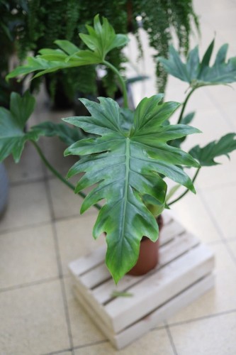 Zbliżenie liścia Philodendron Bob Cee ukazujące nieregularne wcięcia i intensywną zieleń. Egzotyczny filodendron o dynamicznym, kolekcjonerskim wyglądzie.