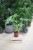 Philodendron Bob Cee XL w aranżacji wnętrza – duża roślina doniczkowa, która przyciąga uwagę i nadaje pomieszczeniu tropikalny, nowoczesny charakter.