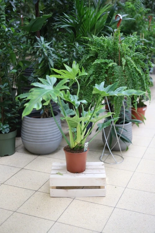 Philodendron Bob Cee XL w aranżacji wnętrza – duża roślina doniczkowa, która przyciąga uwagę i nadaje pomieszczeniu tropikalny, nowoczesny charakter.