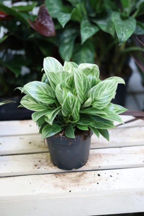 Zbliżenie liścia Philodendron Birkin ukazujące kontrastowe, kremowe prążki na tle głębokiej zieleni. Każdy liść ma unikalny, subtelny wzór.