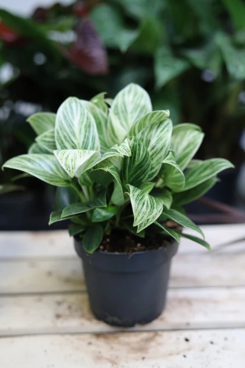 Philodendron Birkin w aranżacji wnętrza – elegancka roślina tropikalna, która dodaje przestrzeni świeżości i stylowego, naturalnego akcentu.