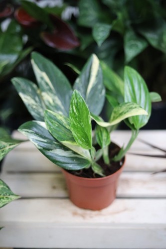Monstera standleyana variegata, znana jako Philodendron Cobra, to efektowna roślina pnąca o podłużnych liściach z jasną variegacją. Idealna do uprawy przy podporze lub w formie zwisającej.