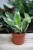 Monstera standleyana variegata (Philodendron Cobra) w aranżacji wnętrza – elegancka roślina tropikalna, która dodaje przestrzeni lekkości i nowoczesnego, egzotycznego charakteru.