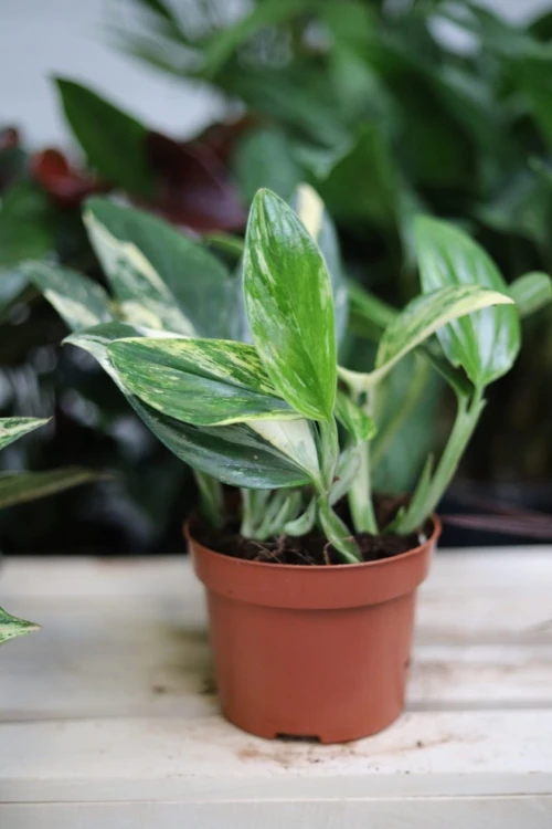 Monstera standleyana variegata (Philodendron Cobra) w aranżacji wnętrza – elegancka roślina tropikalna, która dodaje przestrzeni lekkości i nowoczesnego, egzotycznego charakteru.