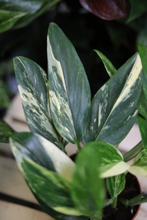 Zbliżenie liści Monstera standleyana variegata ukazujące nieregularne, kremowe przebarwienia na tle intensywnej zieleni. Każdy egzemplarz wyróżnia się unikalnym wzorem.