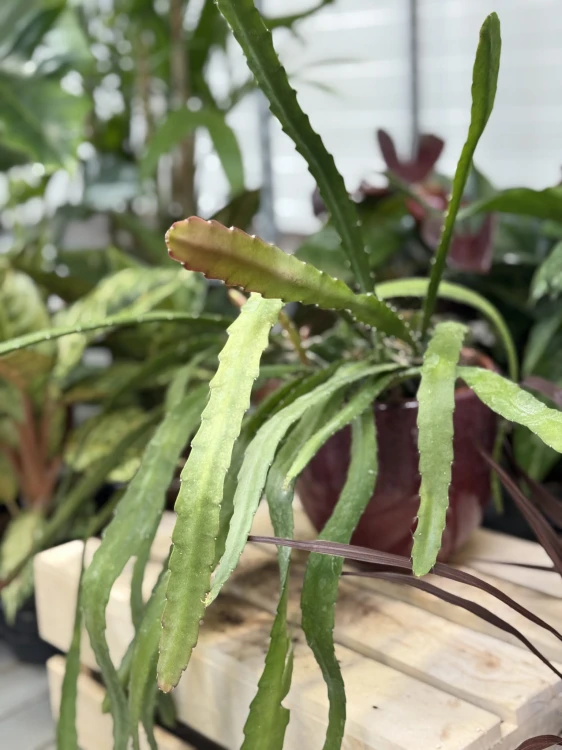 Zbliżenie pędów Epiphyllum ackermanii Red Tip ukazujące spłaszczone, soczyście zielone segmenty z subtelnym czerwonym akcentem. Idealna roślina do wiszących donic i kwietników.