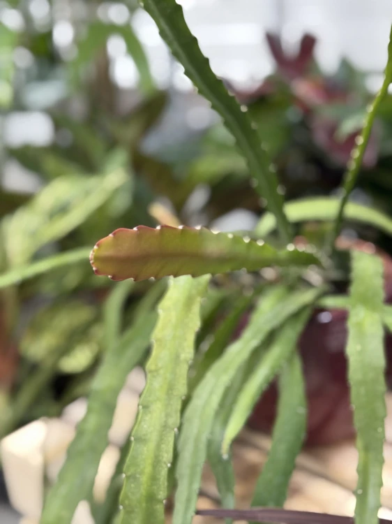 Epiphyllum ackermanii Red Tip XL w aranżacji wnętrza – oryginalna roślina zwisająca, która podczas kwitnienia zachwyca intensywnie czerwonymi kwiatami i egzotycznym wyglądem.
