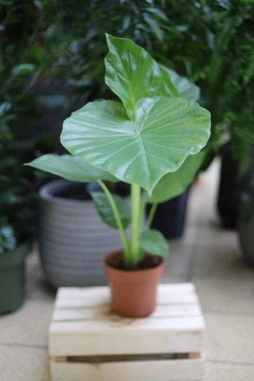 Alocasia macrorrhiza XL w pełnej okazałości – duża alokazja o spektakularnych, sercowatych liściach w intensywnie zielonym kolorze. Idealna roślina doniczkowa do przestronnych wnętrz, salonu lub biura w stylu urban jungle.