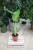 Alocasia macrorrhiza XL w nowoczesnym wnętrzu – doskonała jako roślina dekoracyjna do salonu, biura lub loftu. Duże liście tworzą efektowną, naturalną ozdobę i wprowadzają do pomieszczenia świeżość oraz elegancję.