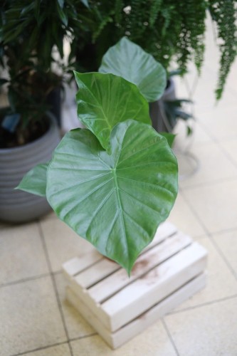 Zbliżenie na ogromny liść Alocasia macrorrhiza – wyraźne unerwienie i błyszcząca struktura podkreślają jej egzotyczny charakter. Alokazja olbrzymia to roślina, która przyciąga uwagę i nadaje wnętrzu tropikalny klimat.
