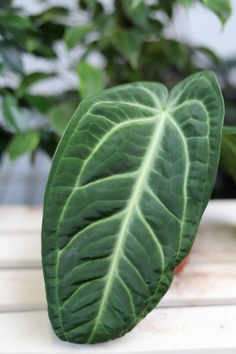 Zbliżenie liścia Anthurium villenaorum ukazujące aksamitną fakturę i dekoracyjne nerwy. Ta wyjątkowa roślina domowa przyciąga uwagę elegancką, głęboką zielenią.