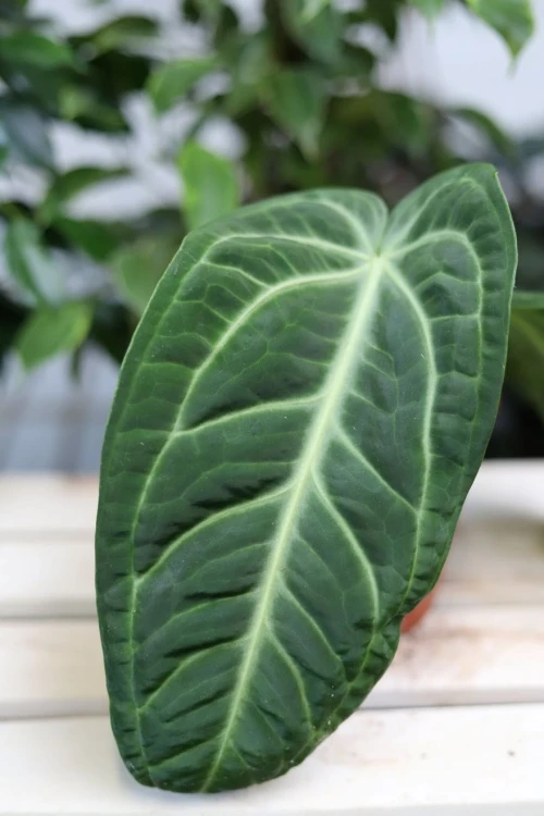 Zbliżenie liścia Anthurium villenaorum ukazujące aksamitną fakturę i dekoracyjne nerwy. Ta wyjątkowa roślina domowa przyciąga uwagę elegancką, głęboką zielenią.