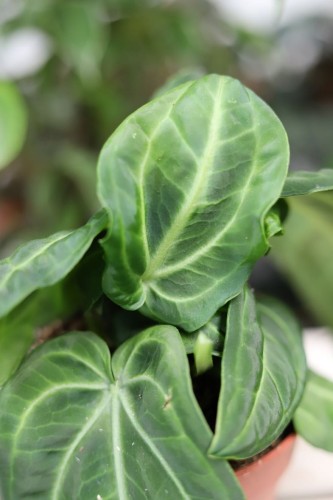 Anthurium villenaorum w aranżacji wnętrza – stylowa roślina tropikalna, która nadaje przestrzeni naturalny, luksusowy charakter. Idealna do salonu, biura lub domowej dżungli.