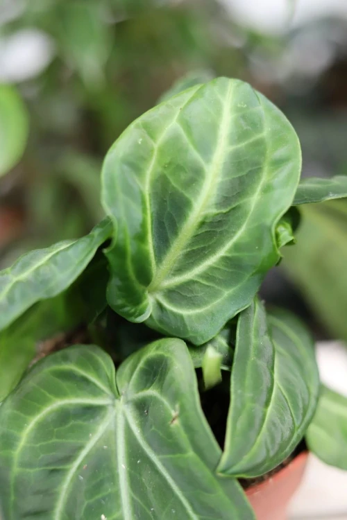 Anthurium villenaorum w aranżacji wnętrza – stylowa roślina tropikalna, która nadaje przestrzeni naturalny, luksusowy charakter. Idealna do salonu, biura lub domowej dżungli.