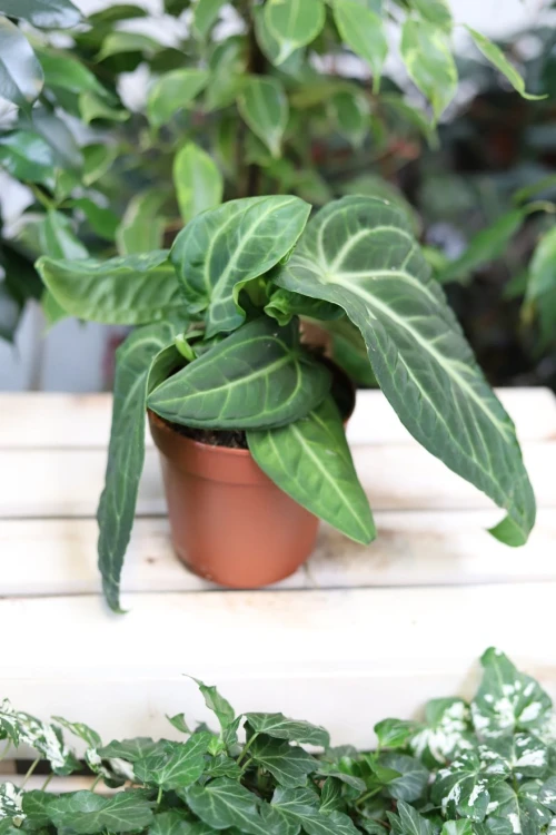 Anthurium villenaorum – egzotyczne anturium o wydłużonych, welurowych liściach i subtelnym, jasnym unerwieniu. Rzadko spotykana roślina doniczkowa idealna do kolekcji roślin tropikalnych.