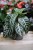 Aphelandra squarrosa.JPG