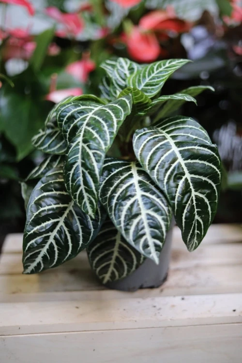 Aphelandra squarrosa.JPG