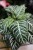 Aphelandra squarrosa dania.JPG