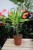 Dracaena Fragrans 'Golden Coast' w aranżacji wnętrza – tropikalna roślina doniczkowa, która wprowadza do przestrzeni świeżość, naturalny akcent i egzotyczny klimat.