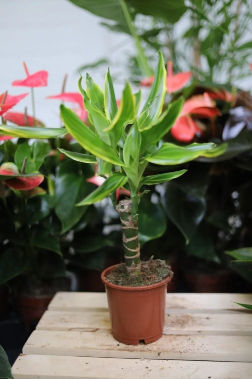 Dracaena Fragrans 'Golden Coast' w aranżacji wnętrza – tropikalna roślina doniczkowa, która wprowadza do przestrzeni świeżość, naturalny akcent i egzotyczny klimat.