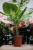 dracaena fragrans golden coast