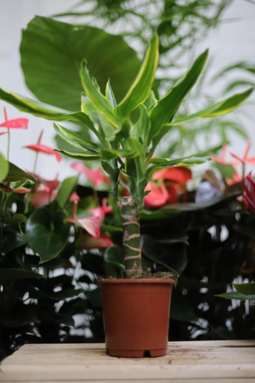 dracaena fragrans golden coast