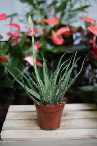 Aloe humilis – kompaktowy sukulent o mięsistych, zielonych liściach. Idealny do nowoczesnych, minimalistycznych wnętrz i kolekcji sukulentów.
