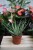 Aloe humilis – kompaktowy sukulent o mięsistych, zielonych liściach. Idealny do nowoczesnych, minimalistycznych wnętrz i kolekcji sukulentów.