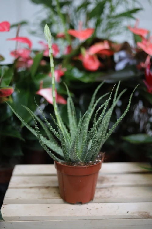 Aloe humilis – kompaktowy sukulent o mięsistych, zielonych liściach. Idealny do nowoczesnych, minimalistycznych wnętrz i kolekcji sukulentów.