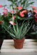 Aloe humilis – kompaktowy sukulent o mięsistych, zielonych liściach. Idealny do nowoczesnych, minimalistycznych wnętrz i kolekcji sukulentów.