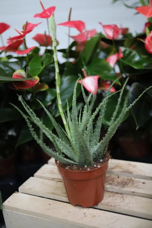 Aloe humilis w aranżacji wnętrza – niewielki sukulent doniczkowy, który wprowadza do przestrzeni świeżość, naturalny akcent i subtelny, egzotyczny charakter.