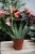aloes humilis