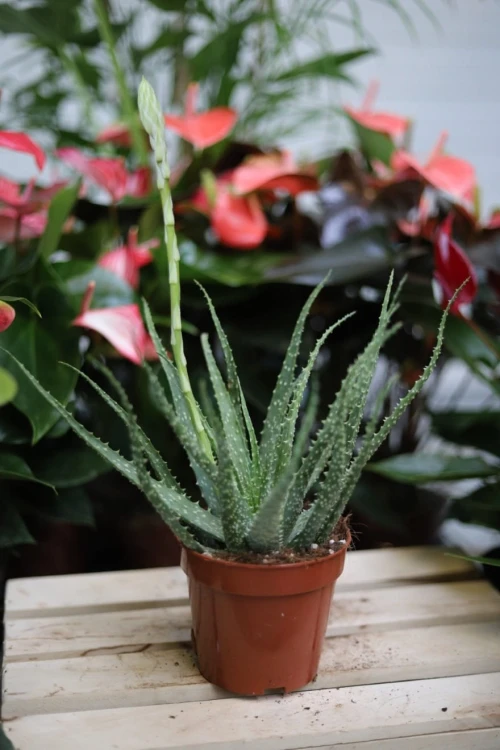 aloes humilis