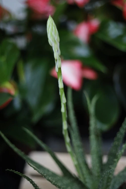 Zbliżenie liści Aloe humilis ukazujące ich grubą, dekoracyjną strukturę i intensywny zielony kolor. Roślina łatwa w pielęgnacji i efektowna.