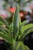 dracena wonna lemon lime.JPG