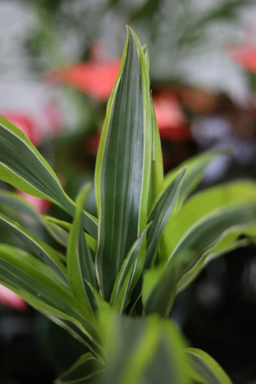 dracena wonna lemon lime.JPG